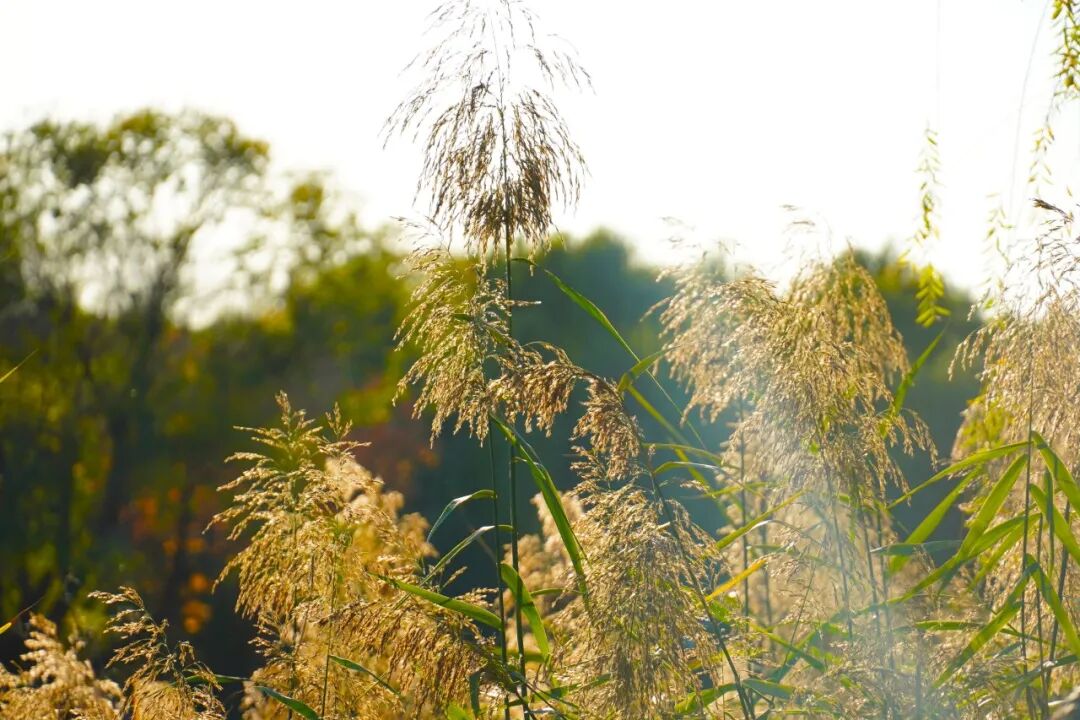 北大经院课堂专题预告 | 董志勇：《中国特色社会主义经济前沿问题》专题十一-专题十三