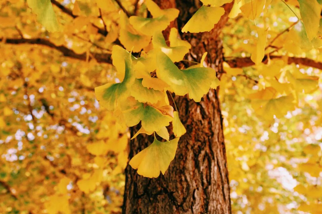 北大经院学者 | 锁凌燕：“十五五”时期： 保险业需从时代大势中寻找发展核心驱动力