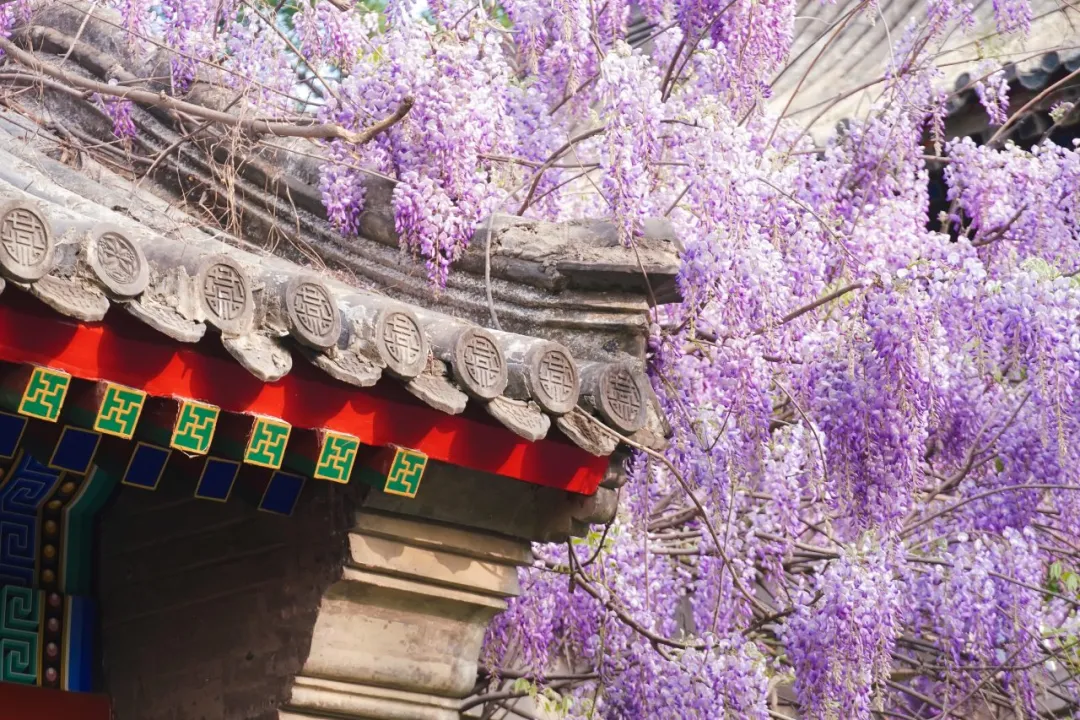 一春落笔，燕园留芳 | 经院风物