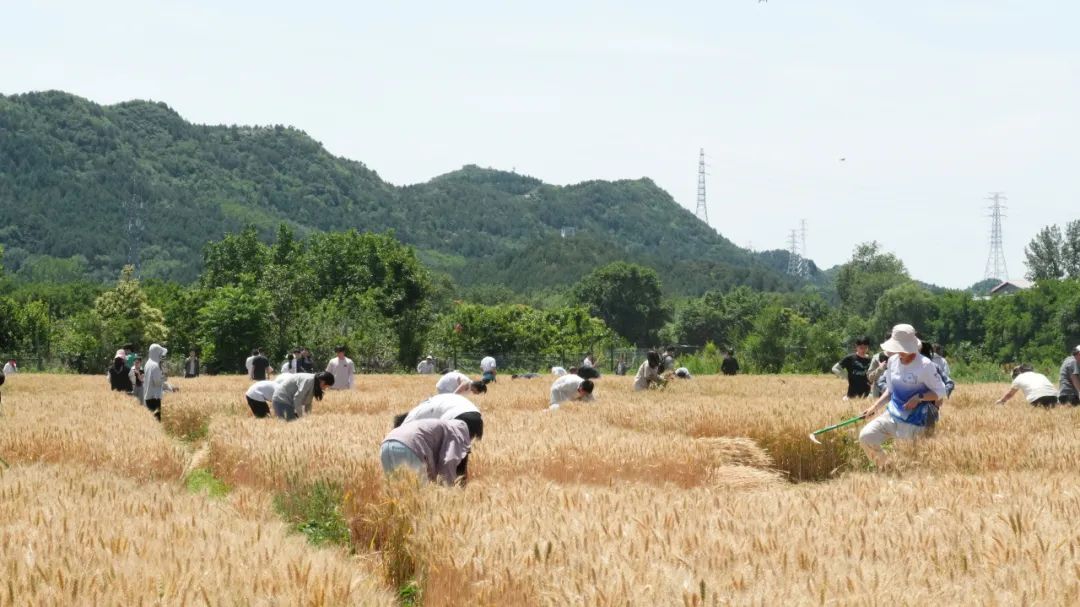 秋播夏获 汗润真知 | 北大经院2024-2025学年经济学综合实践课程劳动实践收官纪实